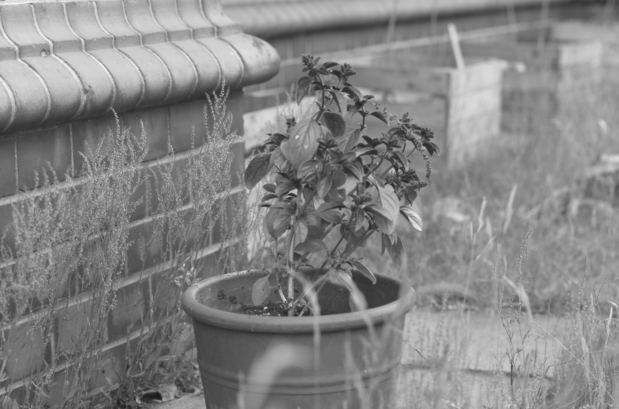 20210602  Gruen(t)raumHeimfeld 009